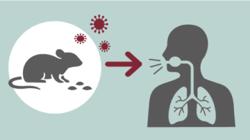 Hantavirus: What You Need to Know